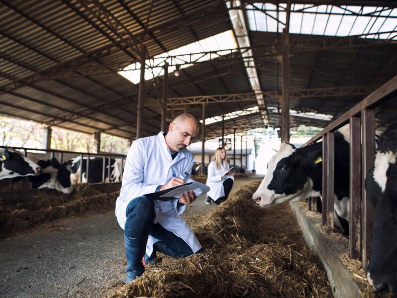 MATADERO INDUSTRIAL DEL LLANO
