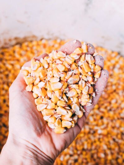 MAIZ - OFERTA - DEMANDA - TECNOLOGIAS